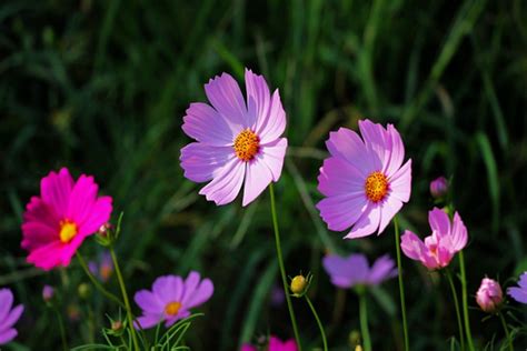 格桑花花語|格桑花的花语及传说